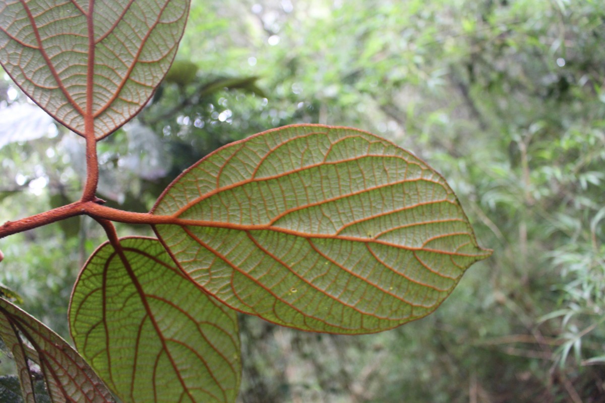 Actinodaphne speciosa Nees